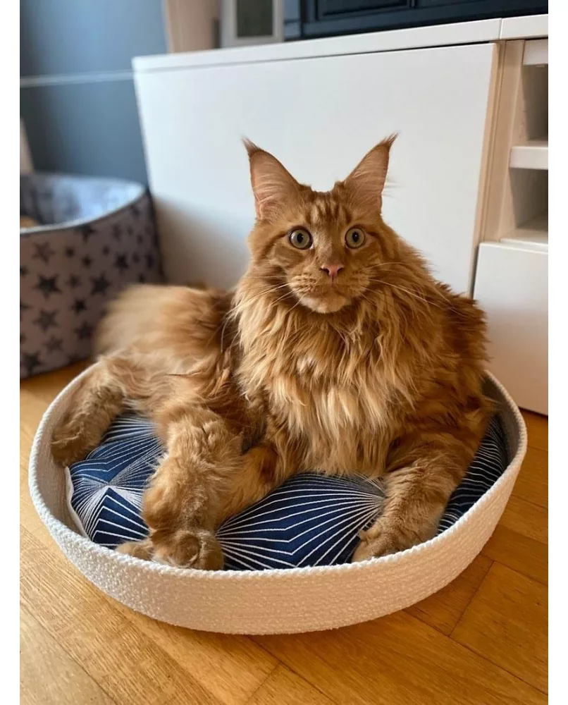 CanadianCat Company ® | XXL Orbit Lounge 2.0 | donkergrijs | Kat meubilair, krabplank | Quality board catnip | ca. 84 x 24 x 23 cm